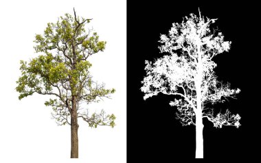 Siyah arkaplanda kırpma yolu ve alfa kanalı olan izole edilmiş tek ağaç.