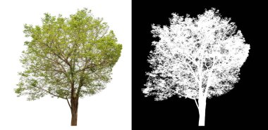 Siyah arkaplanda kırpma yolu ve alfa kanalı olan izole edilmiş tek ağaç.