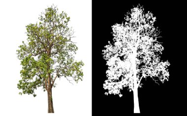 Siyah arkaplanda kırpma yolu ve alfa kanalı olan izole edilmiş tek ağaç.