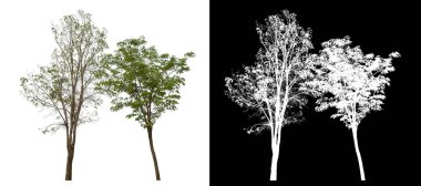 Siyah arkaplanda kırpma yolu ve alfa kanalı olan izole edilmiş tek ağaç.