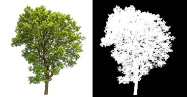 Siyah arkaplanda kırpma yolu ve alfa kanalı olan izole edilmiş tek ağaç.