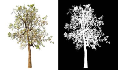 Siyah arkaplanda kırpma yolu ve alfa kanalı olan izole edilmiş tek ağaç.