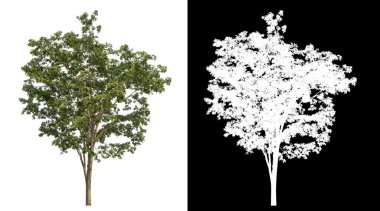 Siyah arkaplanda kırpma yolu ve alfa kanalı olan izole edilmiş tek ağaç.