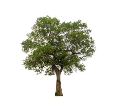 Tree that are isolated on a white background are suitable for both printing and web pages clipart