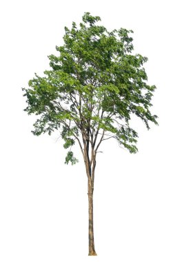 beyaz arkaplanda izole edilmiş yeşil ağaç.
