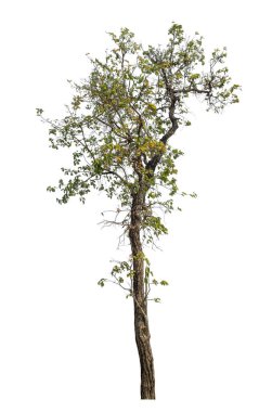 Beyaz arkaplanda izole edilmiş ağaç.