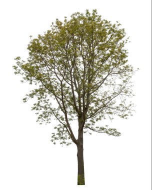 Beyaz arkaplanda izole edilmiş ağaç.