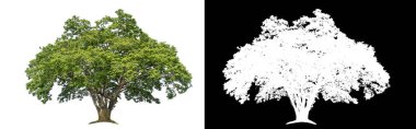 Siyah arkaplanda kırpma yolu ve alfa kanalı olan izole edilmiş tek ağaç.