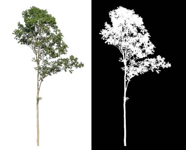 Siyah arkaplanda kırpma yolu ve alfa kanalı olan izole ağaçlar.