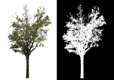 Siyah arkaplanda kırpma yolu ve alfa kanalı olan izole edilmiş tek ağaç.
