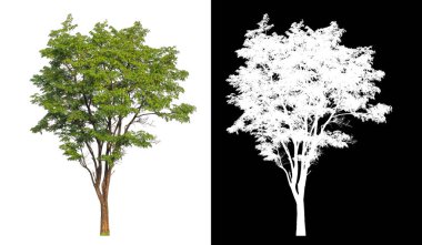 Kırpma yolu beyaz zemin üzerinde yeşil ağaçlar, kırpma yolu olan tek ağaç ve siyah zemin üzerinde alfa kanalı.
