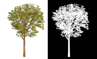 Kırpma yolu beyaz zemin üzerinde ağaçlar, kırpma yolu olan tek ağaç ve siyah zemin üzerinde alfa kanalı