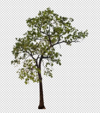 Kesme yolu ile şeffaf arkaplan üzerinde ağaç, kırpma yolu ve alfa kanalı olan tek ağaç