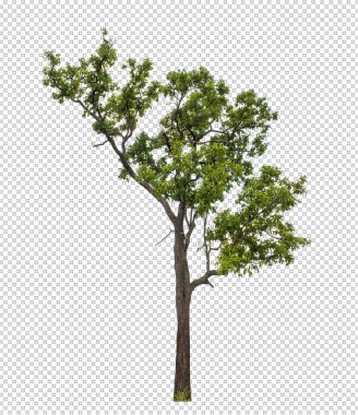 Kırpma yolu ile şeffaf arkaplan üzerinde yeşil ağaç, kırpma yolu ve alfa kanalı olan tek ağaç