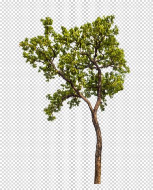 Klipsleme yolu ile şeffaf arkaplanda izole edilmiş yeşil ağaç, kırpma yolu olan tek ağaç ve alfa channe