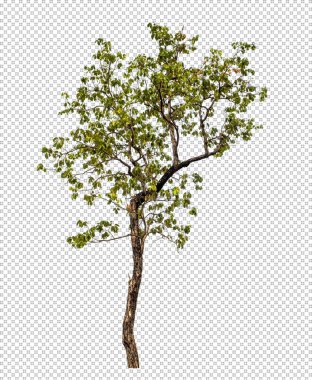 Kırpma yolu ile şeffaf arkaplan üzerinde yeşil ağaç, kırpma yolu ve alfa kanalı olan tek ağaç 