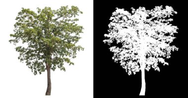 Siyah arkaplanda kırpma yolu ve alfa kanalı olan tek bir ağaç.