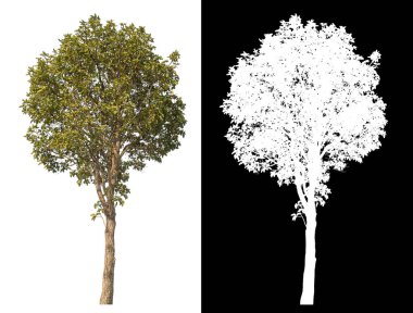 Siyah arkaplanda kırpma yolu ve alfa kanalı olan tek bir ağaç.