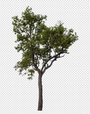 Kesme yolu ile şeffaf arkaplan üzerinde ağaç, kırpma yolu ile tek ağaç ve alfa channe