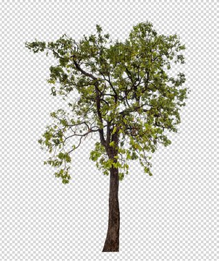 Kesme yolu ile şeffaf arkaplan üzerinde ağaç, kırpma yolu ve alfa kanalı olan tek ağaç