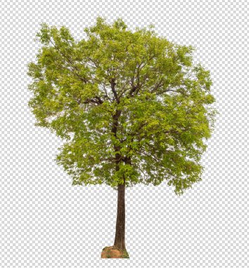 Yeşil ağaç kırpma yolu olan şeffaf arkaplanda izole edilmiş, kırpma yolu ve alfa kanalı olan tek ağaç