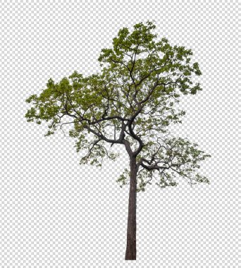Kesme yolu ile şeffaf arkaplan üzerinde ağaç, kırpma yolu ile tek ağaç ve alfa channe