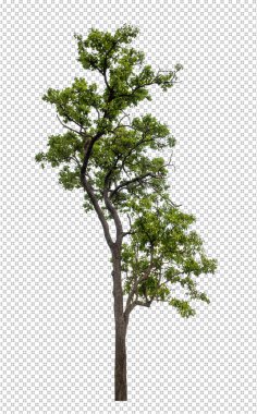 Kırpma yolu ile şeffaf arkaplan üzerinde yeşil ağaç, kırpma yolu ve alfa kanalı olan tek ağaç