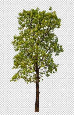 Kırpma yolu ile şeffaf arkaplan üzerinde yeşil ağaç, kırpma yolu ve alfa kanalı olan tek ağaç