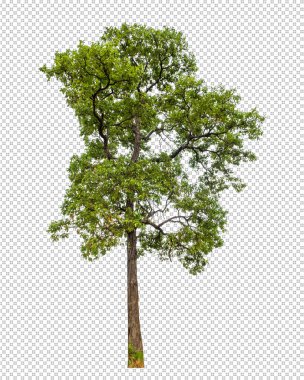 Kırpma yolu ile şeffaf arkaplan üzerinde yeşil ağaç, kırpma yolu ve alfa kanalı olan tek ağaç 