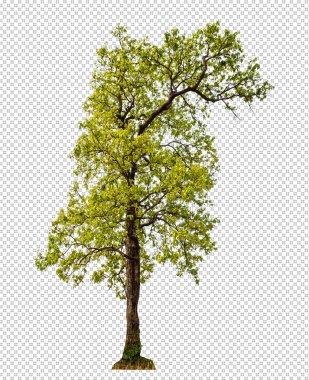 Kesme yolu ile şeffaf arkaplan üzerinde ağaç, kırpma yolu ve alfa kanalı olan tek ağaç