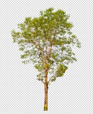 Yeşil ağaç kırpma yolu olan şeffaf arkaplanda izole edilmiş, kırpma yolu ve alfa kanalı olan tek ağaç
