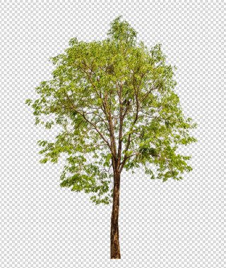 Kırpma yolu ile şeffaf arkaplan üzerinde yeşil ağaç, kırpma yolu ve alfa kanalı olan tek ağaç