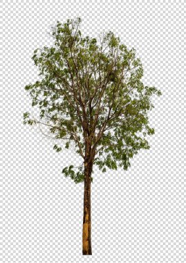 Kesme yolu ile şeffaf arkaplan üzerinde ağaç, kırpma yolu ve alfa kanalı olan tek ağaç