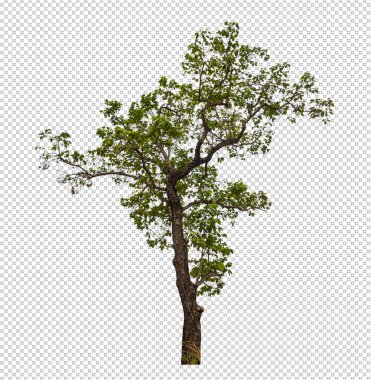 Kırpma yolu ile şeffaf arkaplan üzerinde yeşil ağaç, kırpma yolu ve alfa kanalı olan tek ağaç