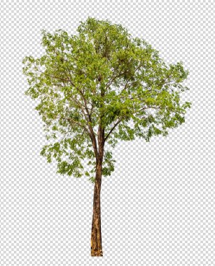 Kırpma yolu ile şeffaf arkaplan üzerinde yeşil ağaç, kırpma yolu ve alfa kanalı olan tek ağaç 