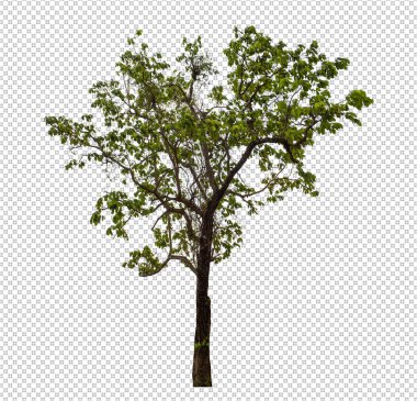 Kırpma yolu ile şeffaf arkaplan üzerinde yeşil ağaç, kırpma yolu ve alfa kanalı olan tek ağaç