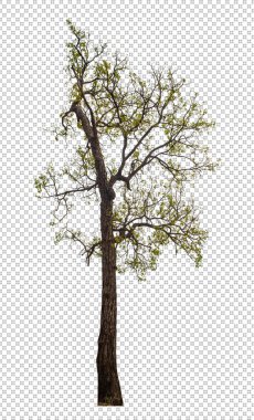 Kesme yolu ile şeffaf arkaplan üzerinde ağaç, kırpma yolu ve alfa kanalı olan tek ağaç