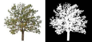 Siyah arkaplanda kırpma yolu ve alfa kanalı olan tek bir ağaç.