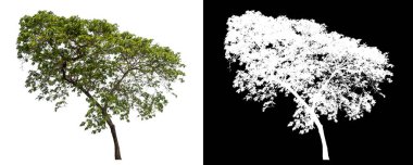 Siyah arkaplanda kırpma yolu ve alfa kanalı olan tek bir ağaç.