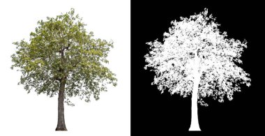 Siyah arkaplanda kırpma yolu ve alfa kanalı olan tek bir ağaç.