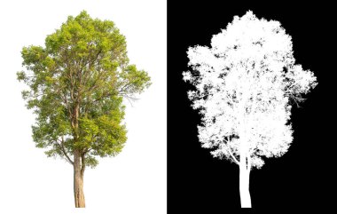 Siyah arkaplanda kırpma yolu ve alfa kanalı olan tek bir ağaç.