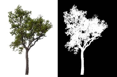 Kırpma yolu ile şeffaf arkaplan üzerinde ağaç, kırpma yolu ile tek ağaç ve siyah arka grup üzerinde alfa kanal