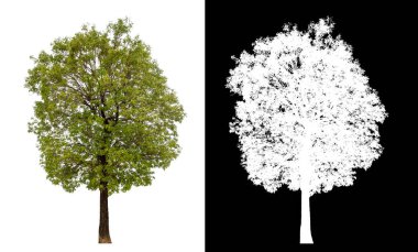 Kırpma yolu ile şeffaf arkaplan üzerinde yeşil ağaç, kırpma yolu ile tek ağaç ve siyah arka grup üzerinde alfa kanal