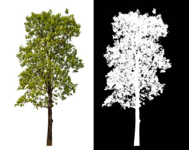 Kırpma yolu ile şeffaf arkaplan üzerinde yeşil ağaç, kırpma yolu olan tek ağaç ve siyah arkaplan üzerinde alfa kanalı