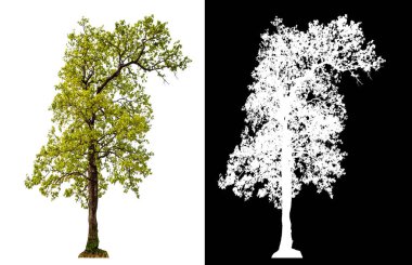 Kırpma yolu ile şeffaf arkaplan üzerinde ağaç, kırpma yolu olan tek ağaç ve siyah arkaplanda alfa kanalı
