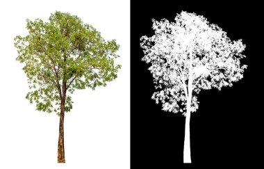 Kırpma yolu ile şeffaf arkaplan üzerinde yeşil ağaç, kırpma yolu olan tek ağaç ve siyah arkaplan üzerinde alfa kanalı