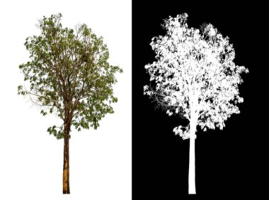 Kırpma yolu ile şeffaf arkaplan üzerinde ağaç, kırpma yolu olan tek ağaç ve siyah arkaplanda alfa kanalı
