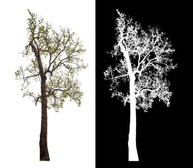 Kırpma yolu ile şeffaf arkaplan üzerinde ağaç, kırpma yolu olan tek ağaç ve siyah arkaplanda alfa kanalı