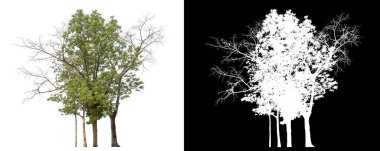 Siyah arkaplanda kırpma yolu ve alfa kanalı olan tek bir ağaç.