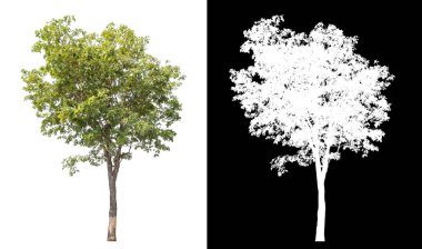 Siyah arkaplanda kırpma yolu ve alfa kanalı olan tek bir ağaç.